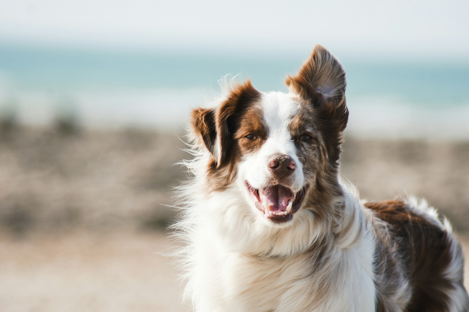 Brown and white dog enjoying time outdoors